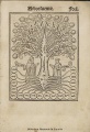 Arbor scientie Raymundi Iullii 1515 d1.jpg